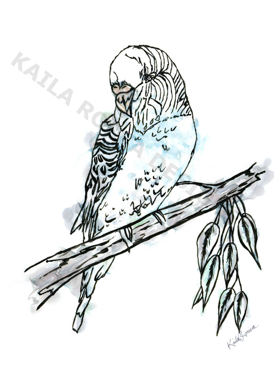 Blue Budgie Print